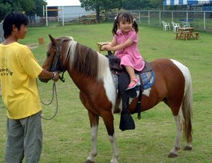 ポニー乗馬体験 移動動物園 ふれあい動物園 アルパカ広場 大山トムソーヤ牧場